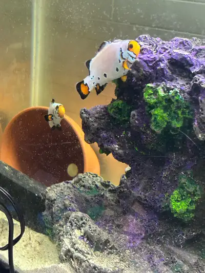 clownfish nemo, View more