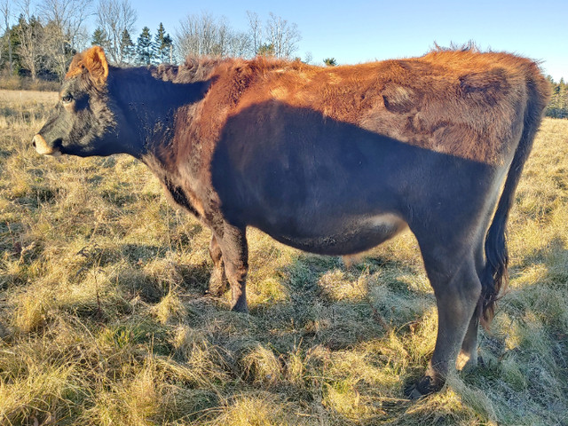 Jersey / Limousin Steer in Livestock in Bridgewater - Image 3