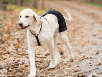Dog brace for hip dysplasia, new