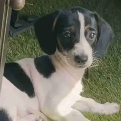 chiots teckels X femelle, View more