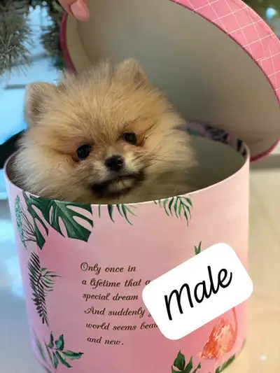 Tiny xs 2 males pomeranian 2.5 months old, View more