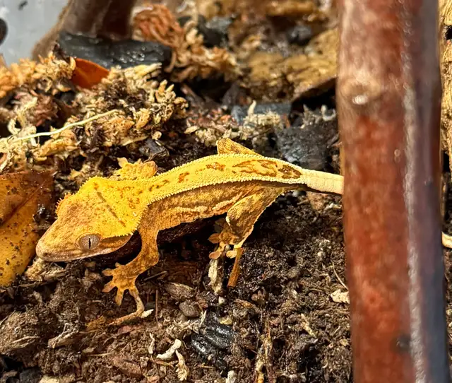 bébé gecko à crête in Reptiles & Amphibians for Rehoming in Laurentides - Image 3