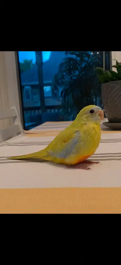 looking for baby turquoisines. preferably hand fed., View more