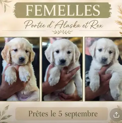 chiots Golden Retriever , View more