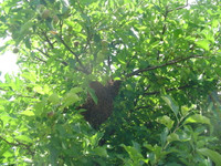 FREE BEE SWARM REMOVAL