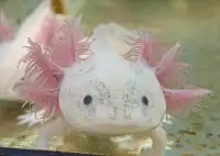 Axolotl for sale