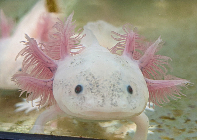 Axolotl for sale in Fish for Rehoming in Calgary