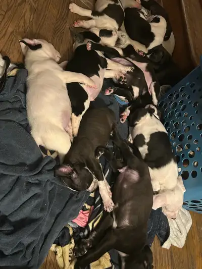 We have 8 beautiful Cane Corso and Coonhound mix puppies available to loving, responsible families!...