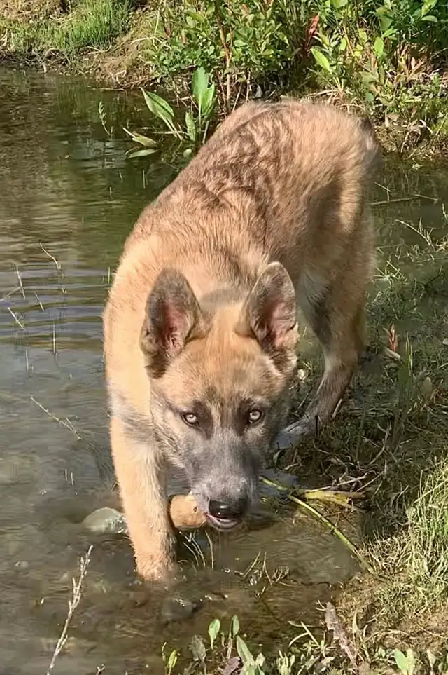 TAMASKAN SHEPHERD PUPS in Dogs & Puppies for Rehoming in Edmonton - Image 9