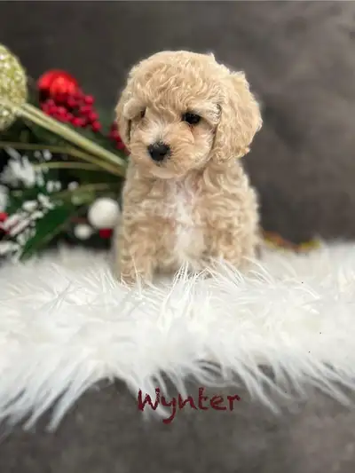 Toy poodle puppies, View more