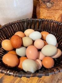 Barnyard mix hatching eggs 