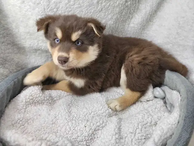 F4 Pomsky Puppies! Ready Now!! in Dogs & Puppies for Rehoming in Norfolk County - Image 5