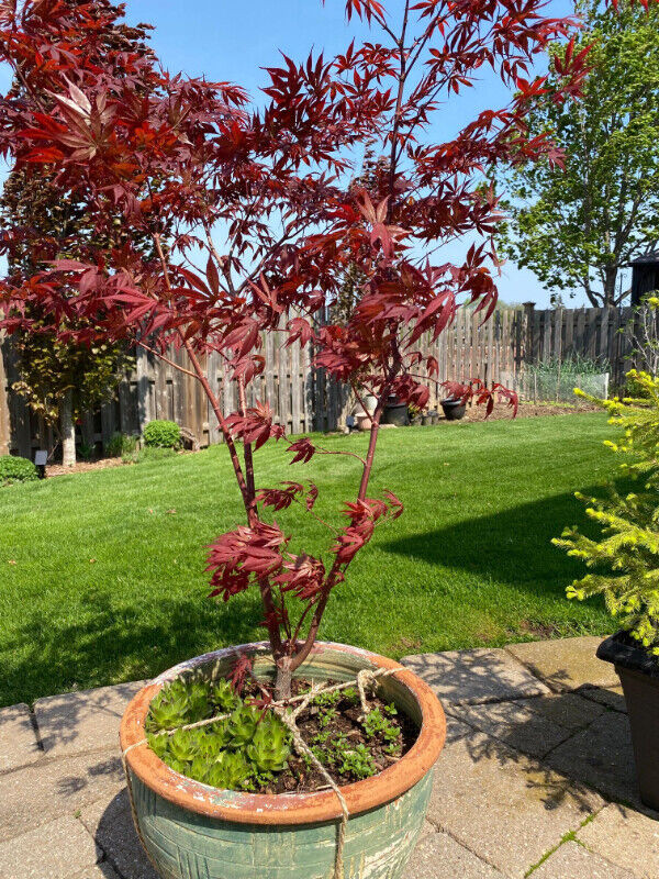 Tree -Japanese Maple (Bloodgood), Spruce, Bonsai, Garden, Plants in Plants, Fertilizer & Soil in Hamilton - Image 2