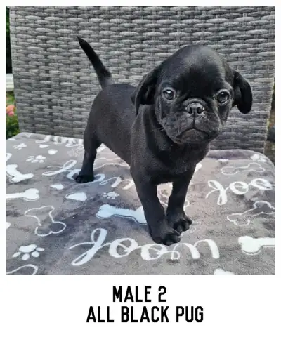 Pug puppies, View more