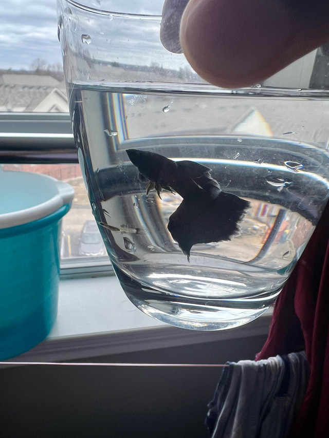 Black Moscow guppies in Fish for Rehoming in La Ronge - Image 2