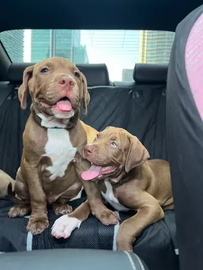 Puppies For Sale!, View more