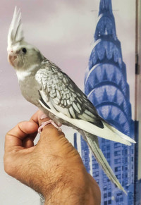 White face cinnamon pearl pied baby cockatiel available