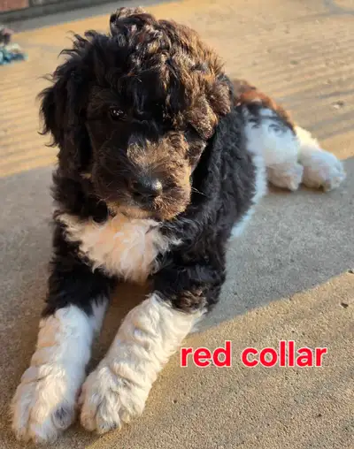 Standard Bernedoodle pups, View more