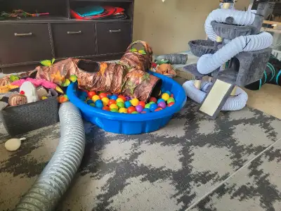 forever ferret rescue (we do not adopt out ), View more