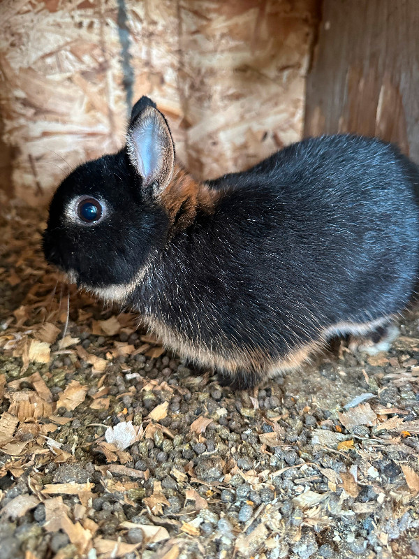 Dwarf Rabbits in Small Animals for Rehoming in Calgary - Image 3