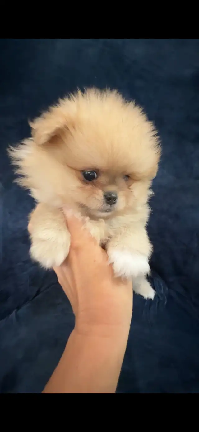 Merle Pomeranians in Dogs & Puppies for Rehoming in Markham / York Region - Image 6