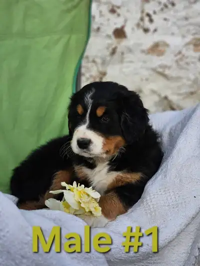 Puppies, View more