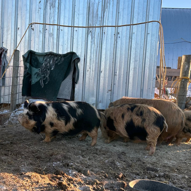 Kunekune pigs in Livestock in Saskatoon - Image 4