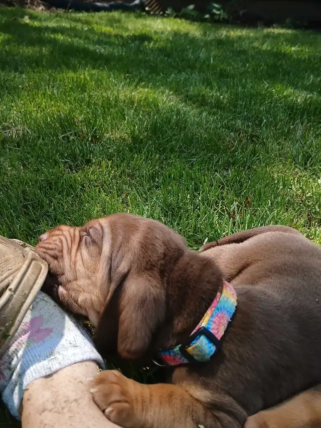 ‍Bloodhound puppies in Dogs & Puppies for Rehoming in Norfolk County - Image 6