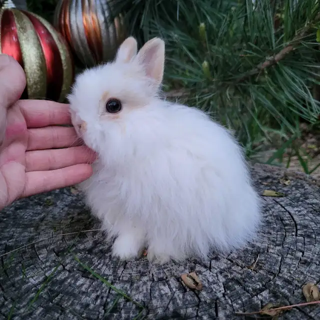 EXTRAORDINARY NETHERLAND DWARF, HOLLAND LOP, MINI REX, LIONHEAD in Small Animals for Rehoming in Terrace - Image 4