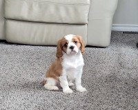 Beutifull king charles cavalier male puppy 