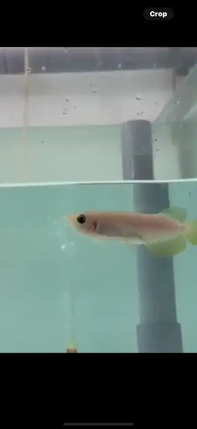 xanthic Asian arowana, View more