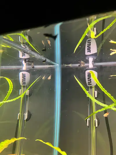 5 Black Moscow guppys, View more