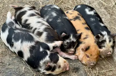 KuneKune, View more