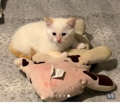 SIAMESE KITTENS!!!, View more
