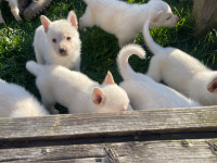 Very Rare White German shepherd puppies 