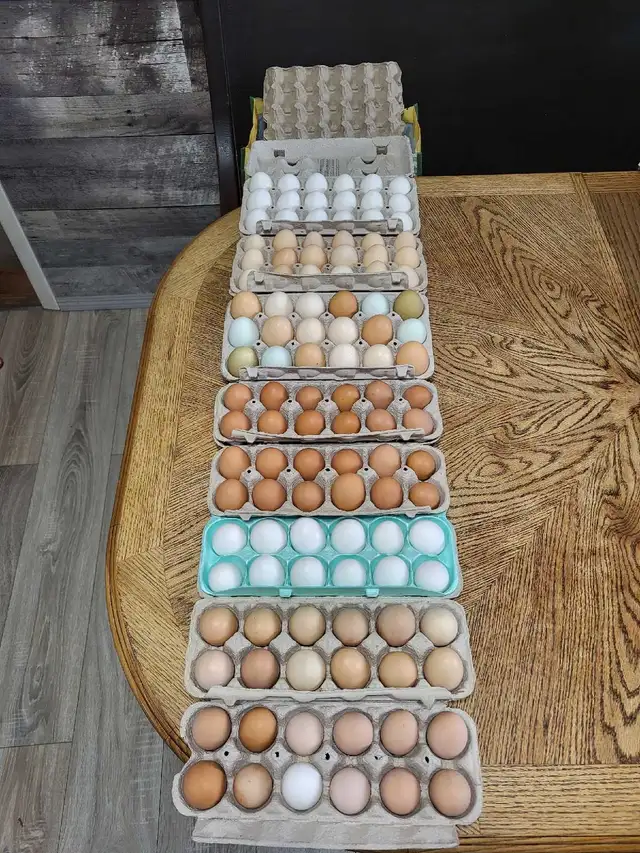 eggs eggs eggs
