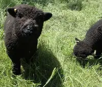 2 Beautiful Registered Black Babydoll Yearling Ewes.