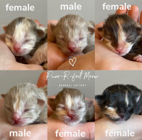Ragdoll Kittens born Feb 19th