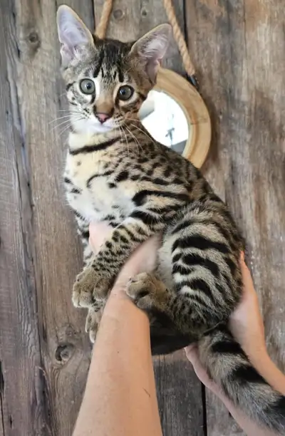 F2- Chaton Savannah enregistré - TICA, View more