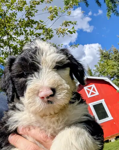 We have one male left. If you’re looking for a loyal, eye catching, easy to train, obedient, very lo...