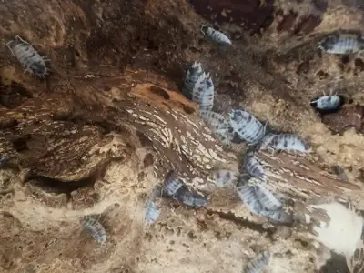 Dairy cow (Porcellio laevis) For sale or trade, View more