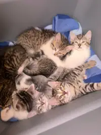 Beautiful kittens for adoption 