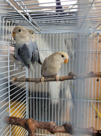 Lovebirds 10 weeks