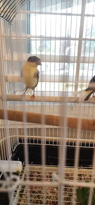 canary 2 baby canaries , View more