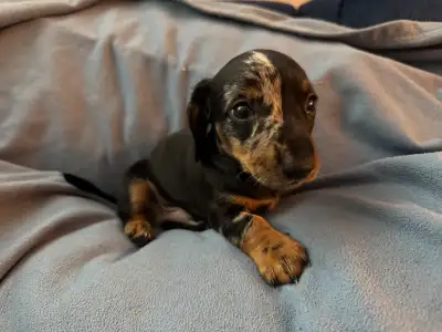 Ready this weekend!!!! ✨ Stunning purebred Miniature Dachshund ✨, View more