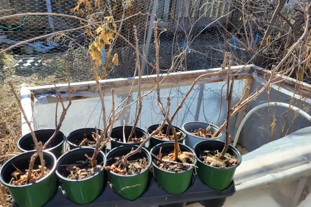 Red Currant (Ribes rubrum 'Red Lake') $10.00 in Plants, Fertilizer & Soil in City of Toronto - Image 3