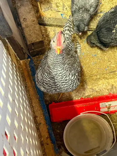 Roosters for sale, View more