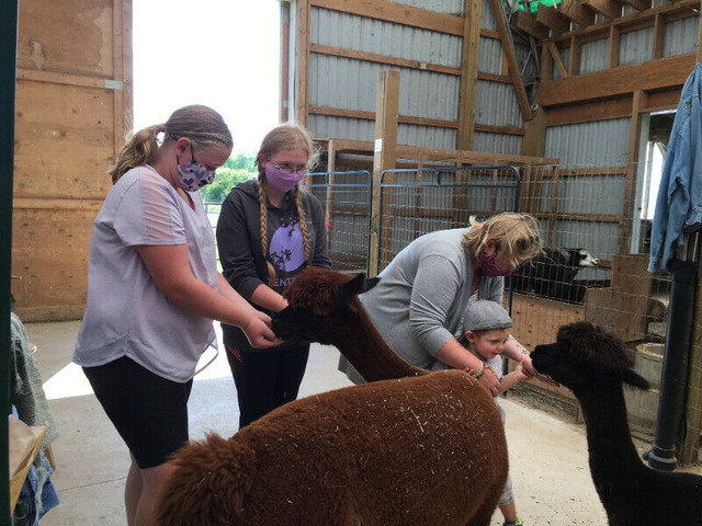 Private Alpaca Tours Suitable For All Ages ! in Activities & Groups in Kitchener / Waterloo - Image 4