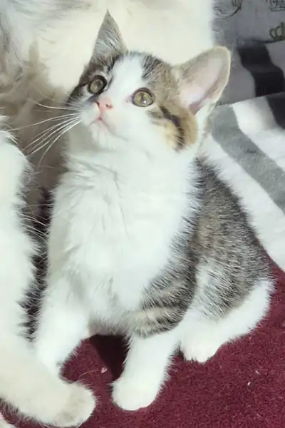 Healthy Vet Checked, View more