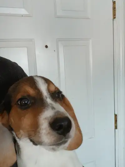 Beagle pups, View more